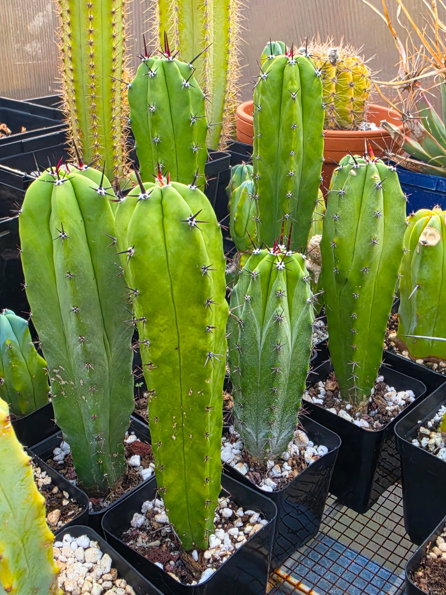 Myrtillocactus cochal