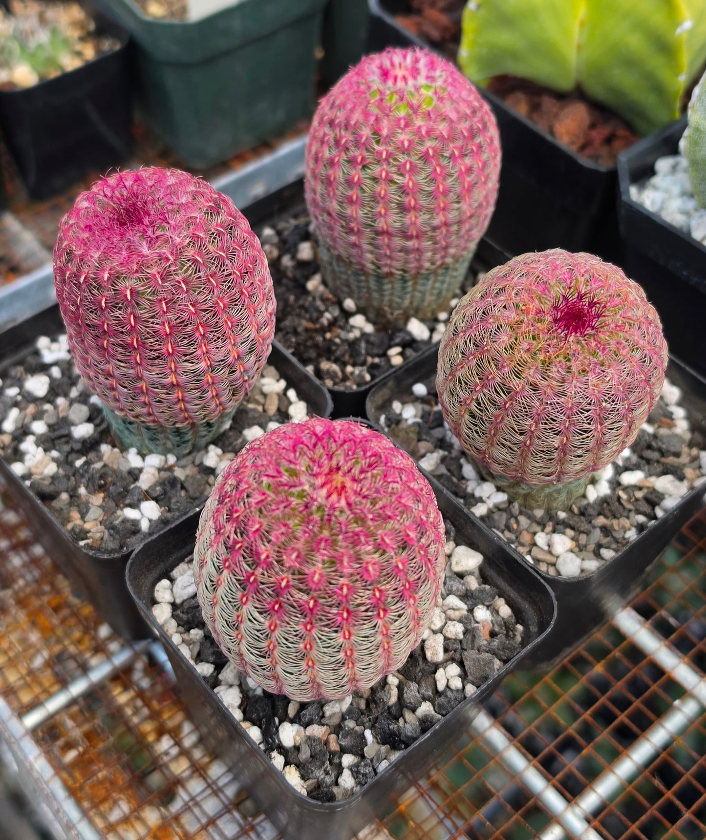 Echinocereus rigidissimus var. rubispinus | Rainbowcactus